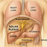 Illustration av människans övre bål med lungor, diafragma, magsäck, lever, bukspottkörtel, mjälte och det centrala nervsystemets solar plexus.