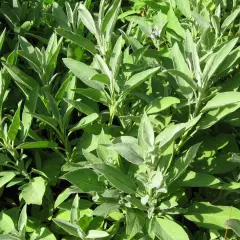 En tät buske av salvia med sina karaktäristiska, grågröna blad. Salvia egenskaper är kända sedan länge.
