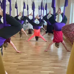 Grupp som utövar flying yoga, hängandes upp och ner i lila tyger.