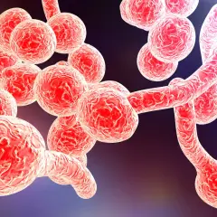Mikroskopisk bild av jästsvampar som kan orsaka candidainfektion i magen. Svamparna är röda och klustrade.