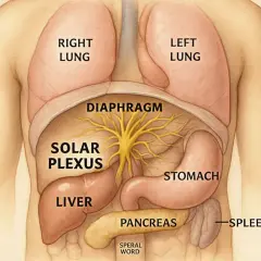 Illustration av människans övre bål med lungor, diafragma, magsäck, lever, bukspottkörtel, mjälte och det centrala nervsystemets solar plexus.