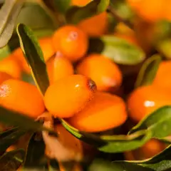 Närbild på havtornsbär, fulla av c-vitamin, som hänger på en gren bland gröna blad.