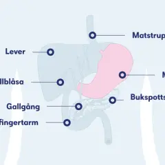 Illustration av matsmältningsorganen: lever, magsäck, bukspottkörtel, gallblåsa, gallgång och tolvfingertarm. Kan visa var en kramp i solar plexus kan kännas.