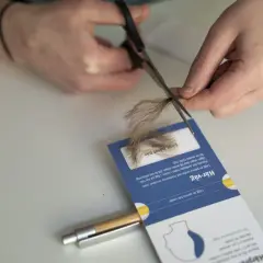 Hårprov tas för analys, men det kan vara en bluff. En penna används för att mäta hårets vikt.