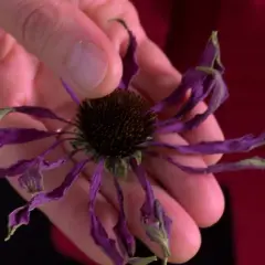 En hand håller en torkad echinaceablomma, redo att användas för echinacea te.
