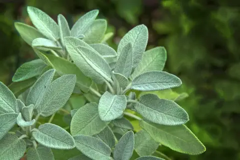 Närbild på sage svenska, med dess mjuka, grågröna blad som sträcker sig mot kameran.