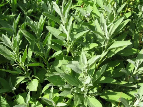 Salvia - Användning, fördelar och när du ska vara försiktig