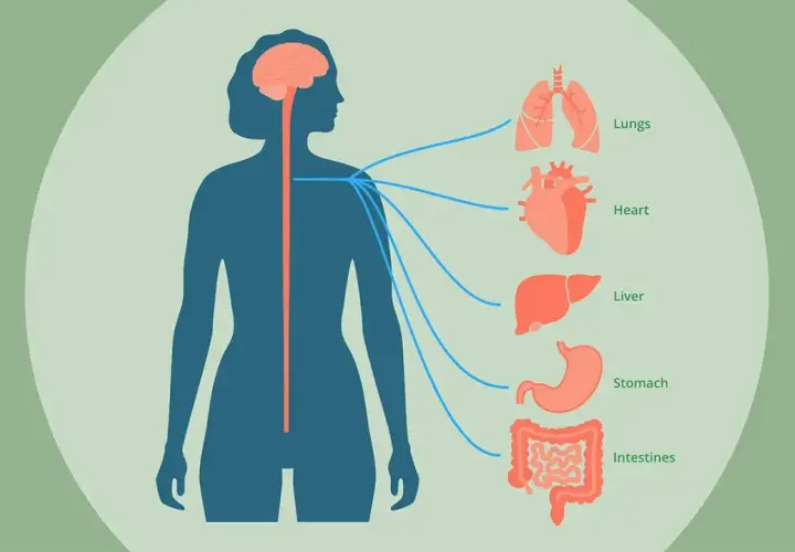 Illustration visar hur vagusnerven kopplar hjärnan till organ som hjärta, lungor, lever, mage och tarmar. Skada på vagusnerven kan påverka dessa funktioner.