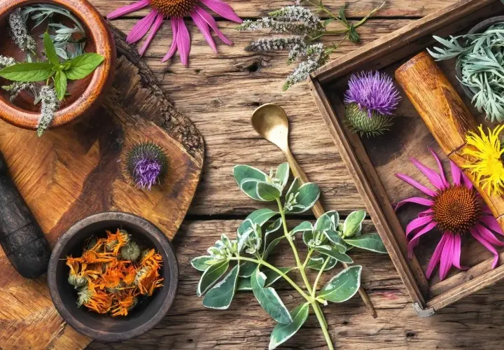 Örter och blommor som echinacea, tistel och ringblommor för candida kost. En mortel och sked antyder beredning.