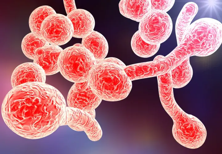 Mikroskopisk bild av jästsvampar som kan orsaka candidainfektion i magen. Svamparna är röda och klustrade.
