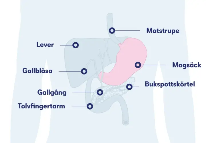 Illustration av matsmältningsorganen: lever, magsäck, bukspottkörtel, gallblåsa, gallgång och tolvfingertarm. Kan visa var en kramp i solar plexus kan kännas.