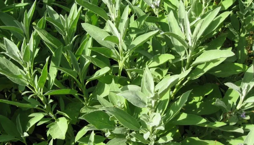 En tät buske av salvia med sina karaktäristiska, grågröna blad. Salvia egenskaper är kända sedan länge.