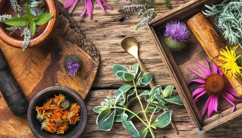 Örter och blommor som echinacea, tistel och ringblommor för candida kost. En mortel och sked antyder beredning.
