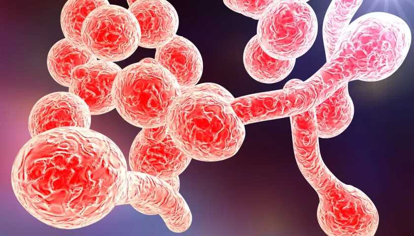 Mikroskopisk bild av jästsvampar som kan orsaka candidainfektion i magen. Svamparna är röda och klustrade.