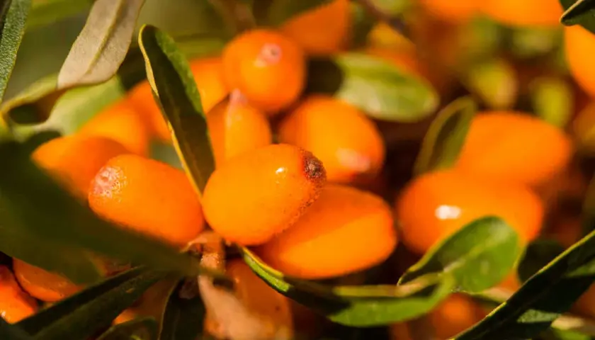 Närbild på havtornsbär, fulla av c-vitamin, som hänger på en gren bland gröna blad.