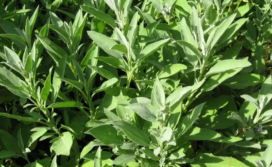 Salvia - Användning, fördelar och när du ska vara försiktig