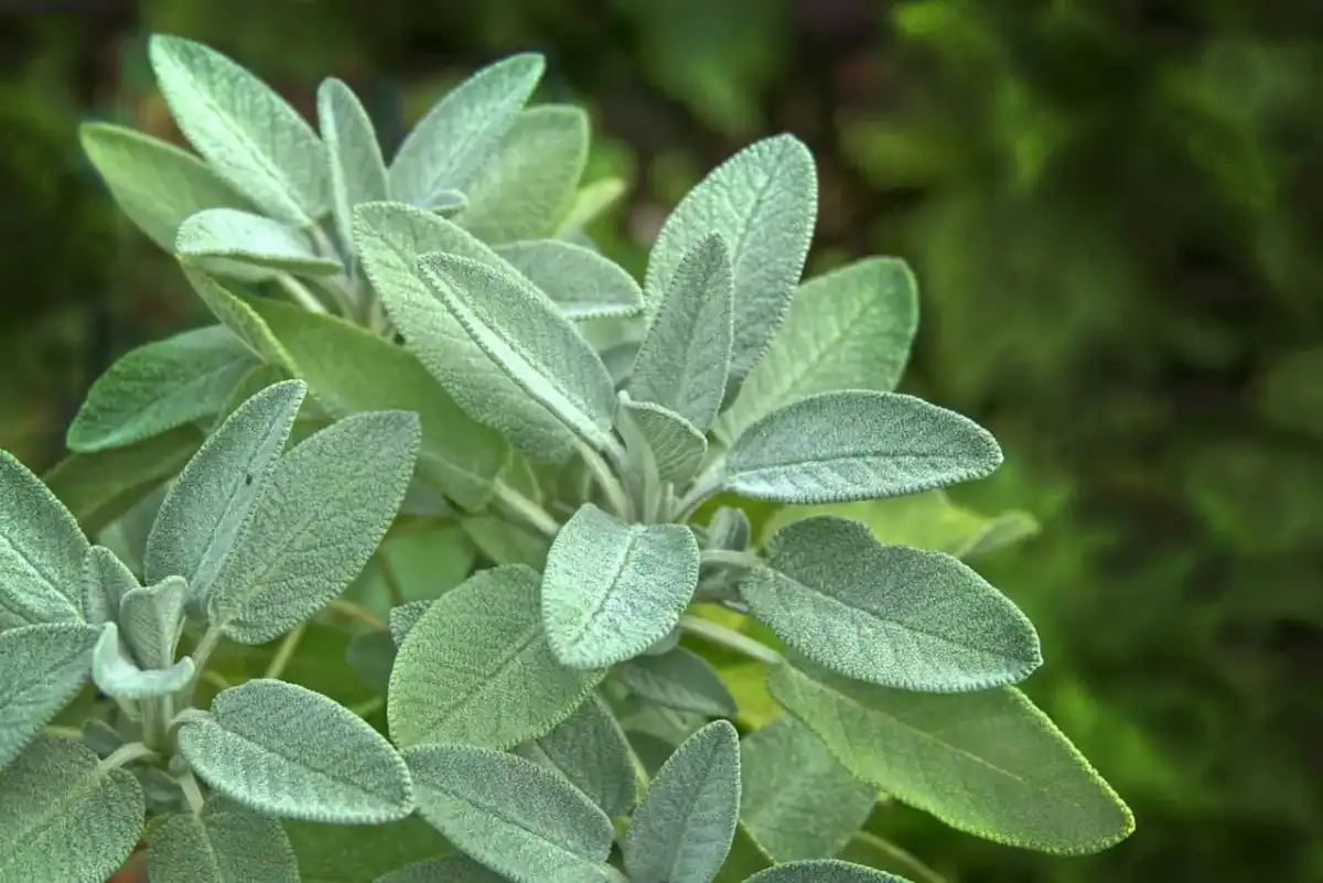 Sage på svenska är salvia - användning, odling och säkerhet