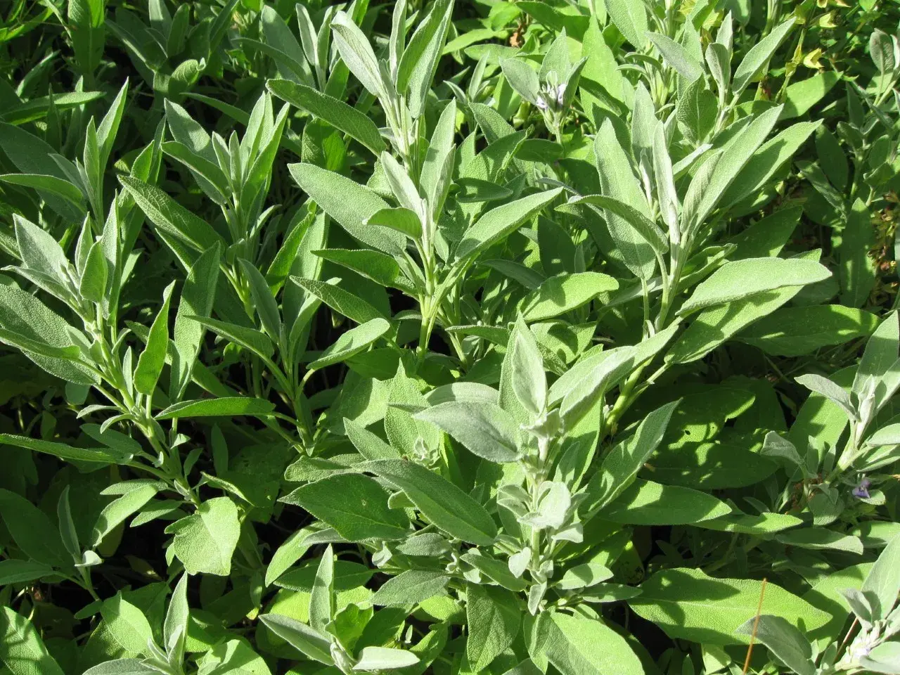 En tät buske av salvia med sina karaktäristiska, grågröna blad. Salvia egenskaper är kända sedan länge.