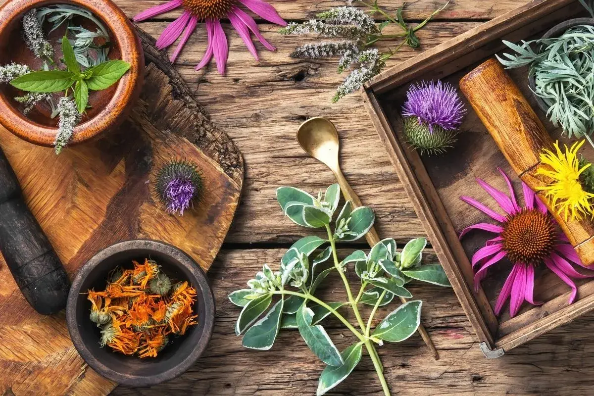Örter och blommor som echinacea, tistel och ringblommor för candida kost. En mortel och sked antyder beredning.
