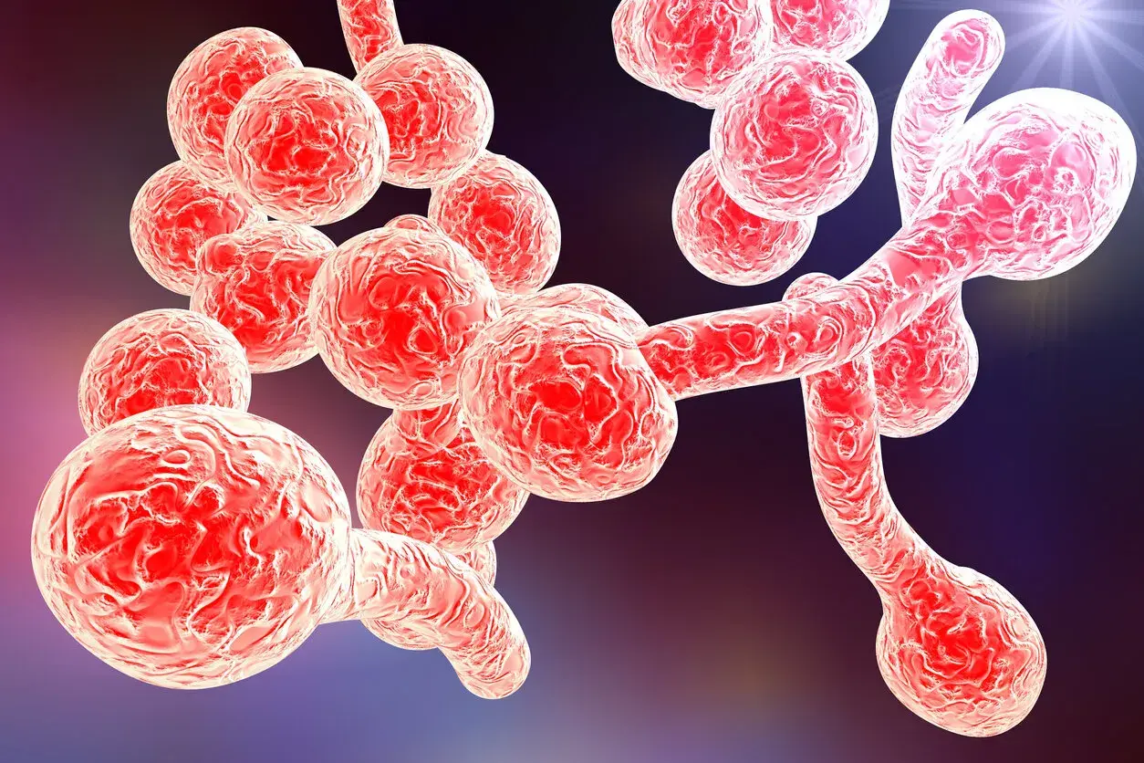 Mikroskopisk bild av jästsvampar som kan orsaka candidainfektion i magen. Svamparna är röda och klustrade.