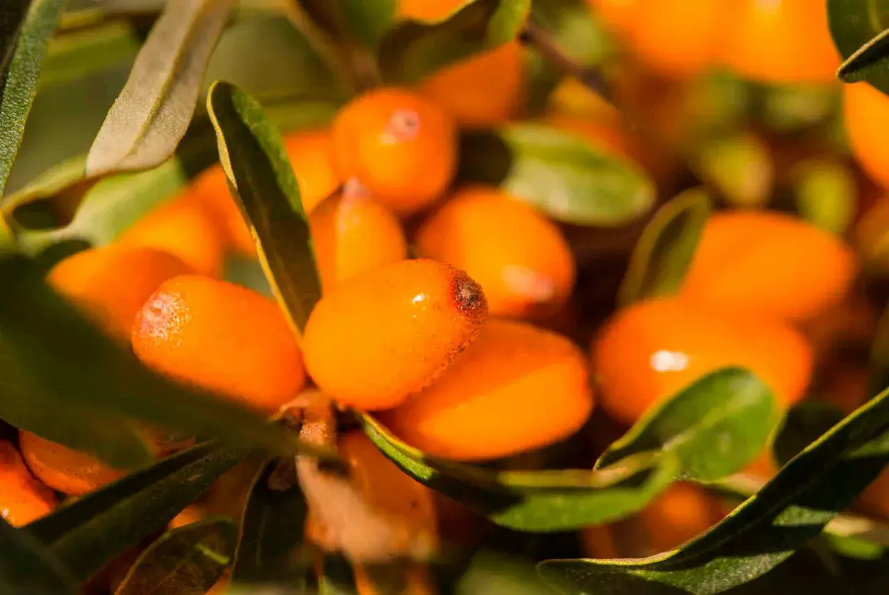 Närbild på havtornsbär, fulla av c-vitamin, som hänger på en gren bland gröna blad.