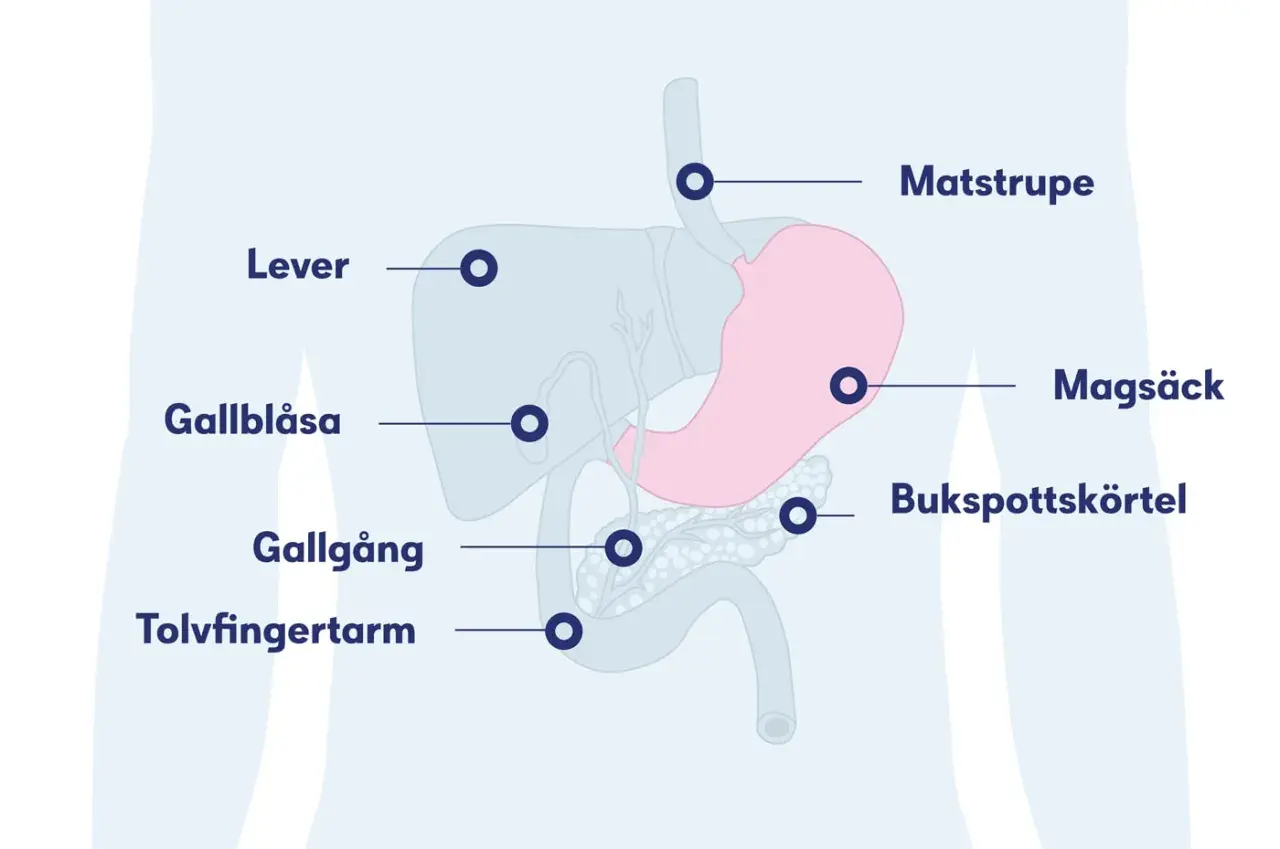 Illustration av matsmältningsorganen: lever, magsäck, bukspottkörtel, gallblåsa, gallgång och tolvfingertarm. Kan visa var en kramp i solar plexus kan kännas.