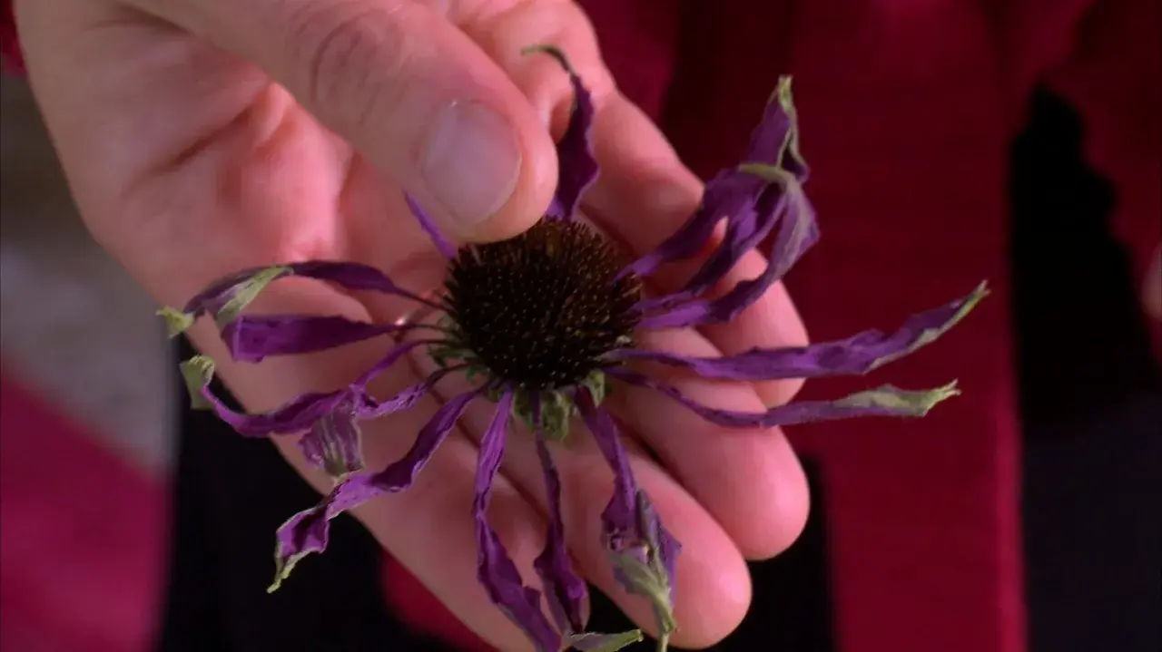En hand håller en torkad echinaceablomma, redo att användas för echinacea te.