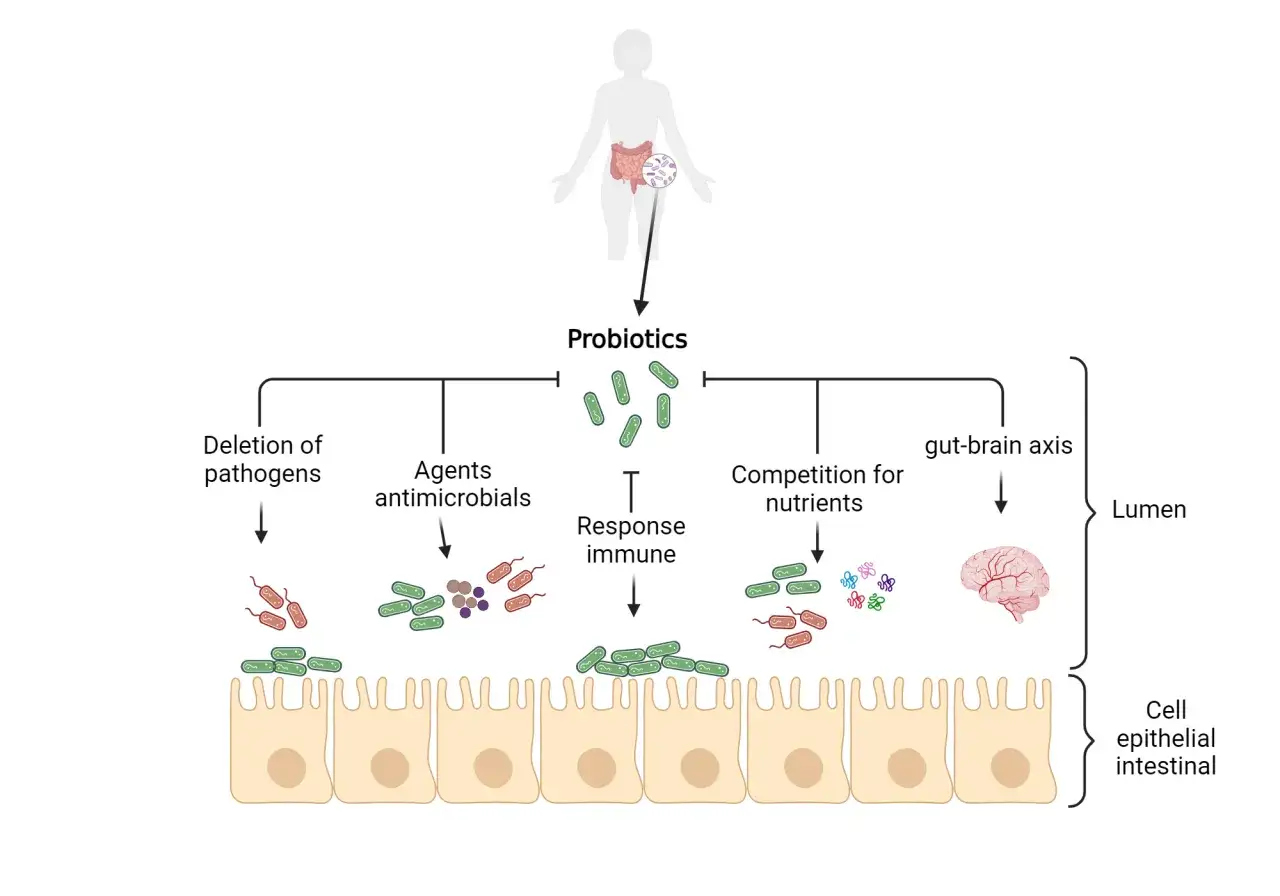 Diagram visar hur probiotika kan påverka tarmen genom att eliminera patogener, konkurrera om näringsämnen och påverka immunsystemet, samt kopplingen till hjärnan.