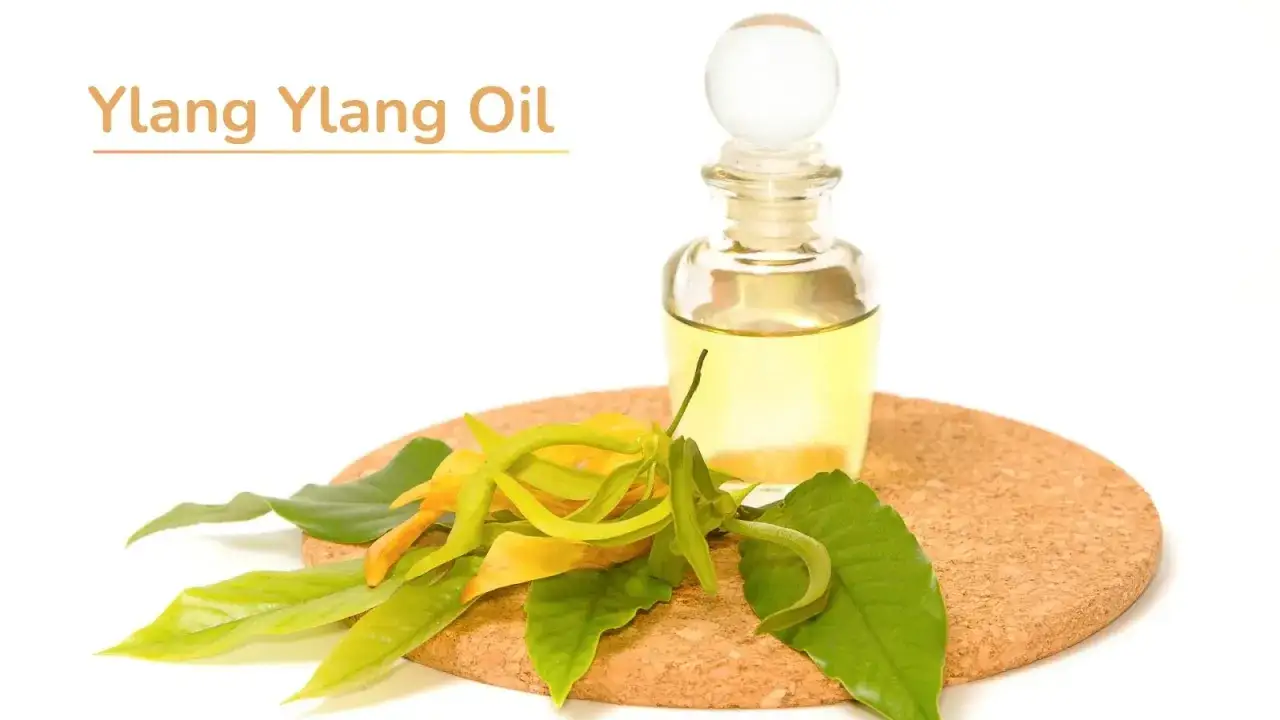 En flaska ylang ylang-olja bredvid blommor och blad. Upptäck ylang ylang egenskaper för välbefinnande.