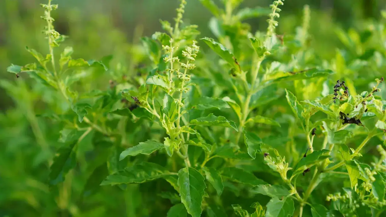 Grönskande bladverk av helig basilika, perfekt för en uppfriskande tulsi te.