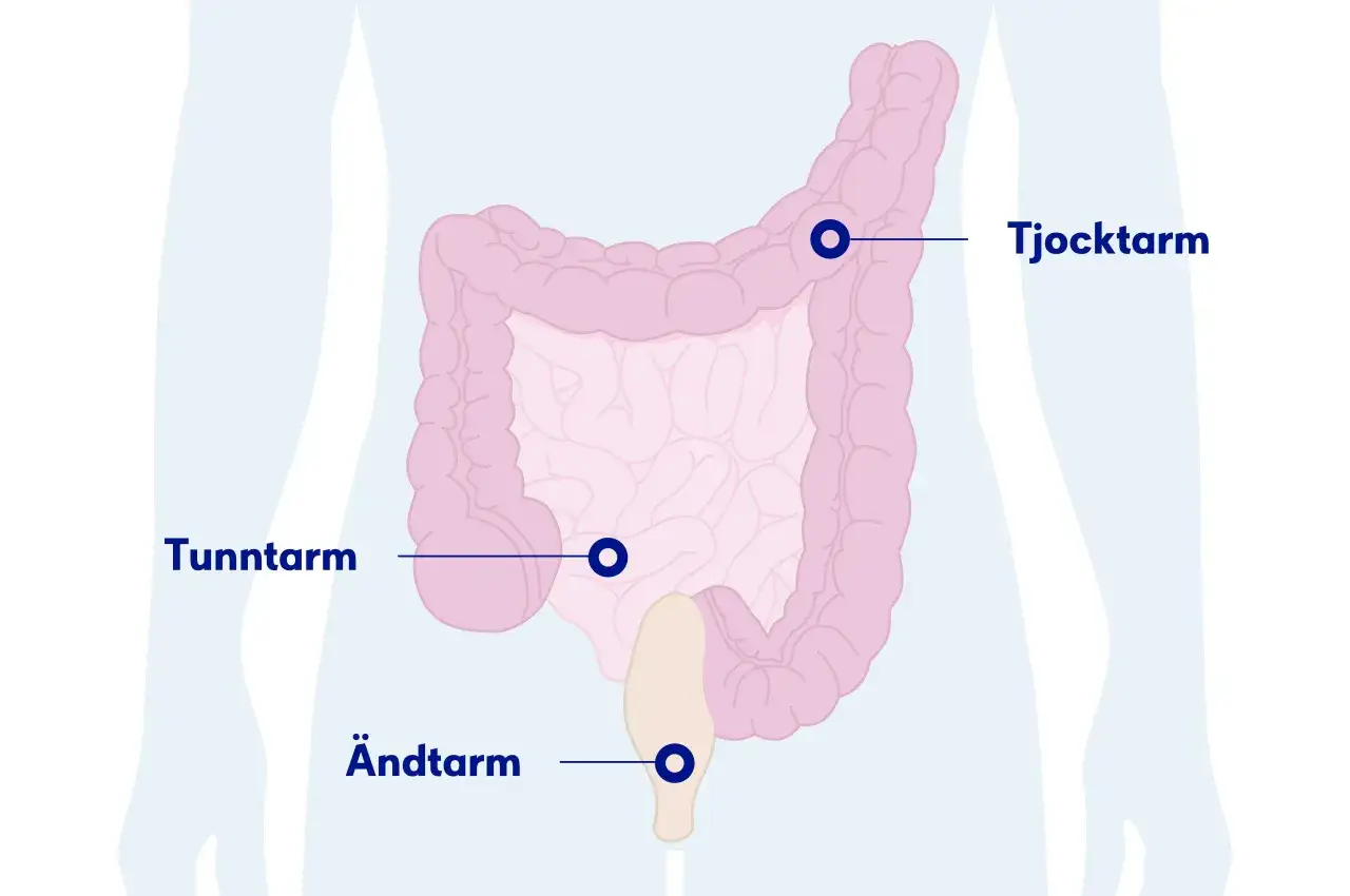 Illustration av tjocktarm, tunntarm och &auml;ndtarm. Ont i solar plexus kan ibland kopplas till magproblem.