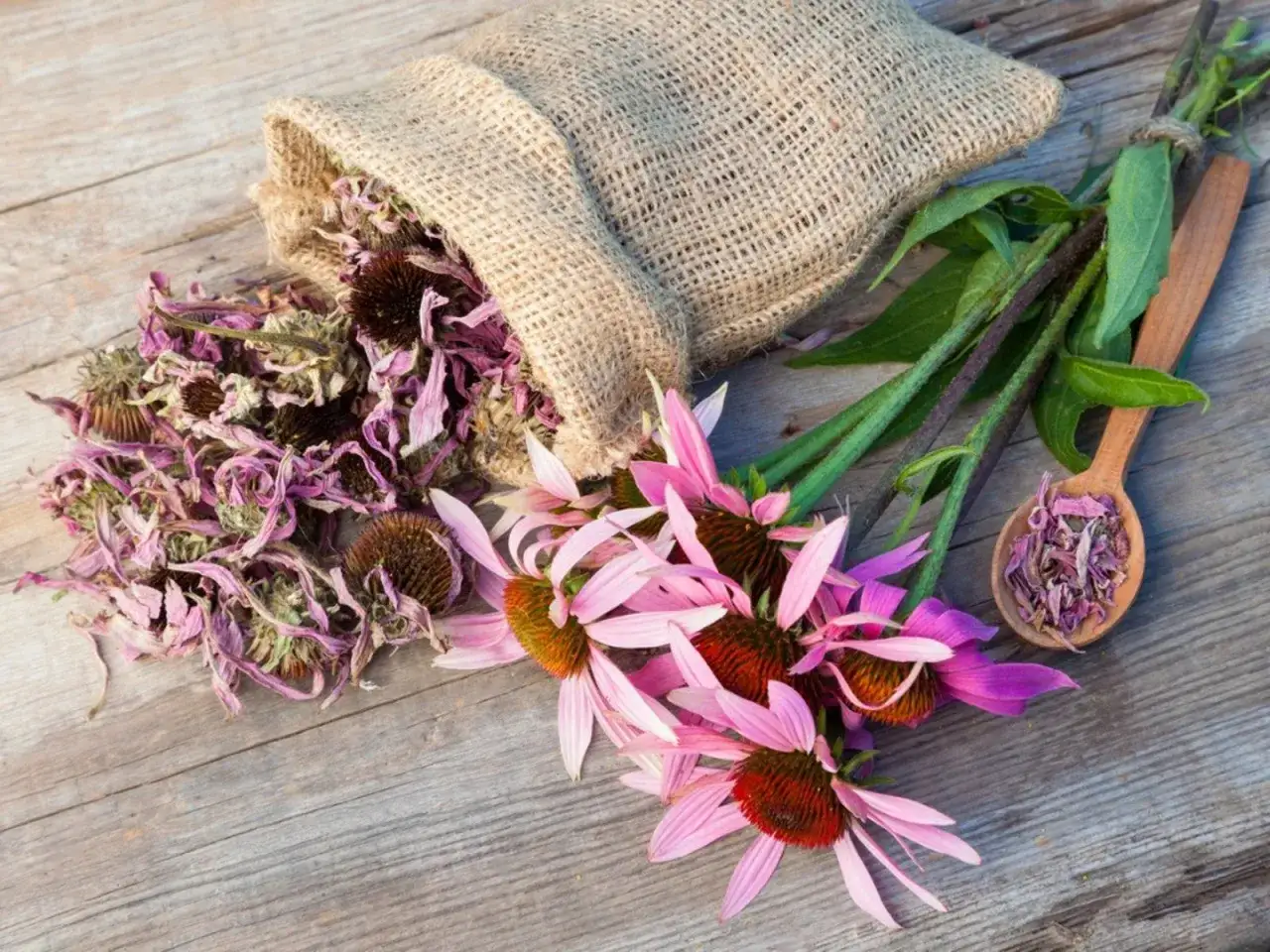 En s&auml;ck med torkad echinacea och f&auml;rska blommor, redo f&ouml;r echinacea te. En tr&auml;sked med torkade &ouml;rter.